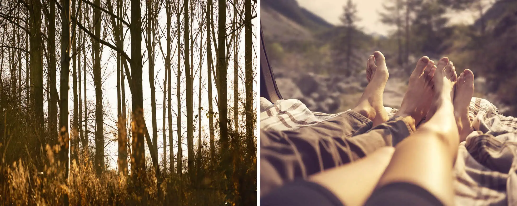 ID: From left to right 1: A landscape image. A close up detail of trees in a forest. There is golden light that is catching a bush in the foreground with yellow foliage. 2: A landscape image. A close up of legs in the back of a car - there is a brown hazy light. In the background are trees.