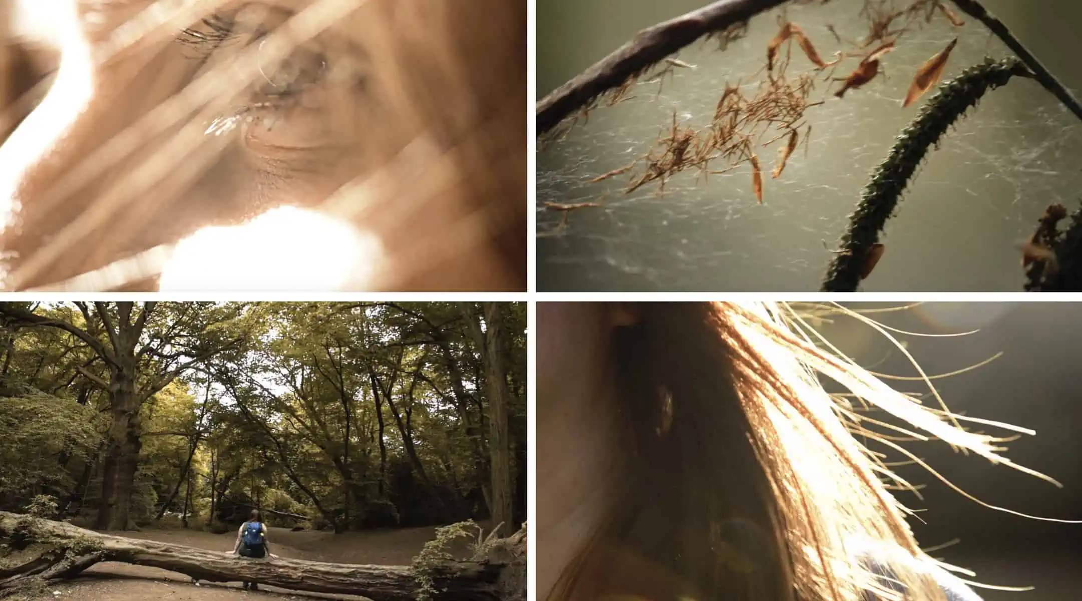 Image description: A tile of four stills from the film running clockwise from left. An extreme close up of Fay’s eye, backlit in the sun with whisps of hair covering her face. Next: A close up of a natural branch - there seems to be a cobweb attache…