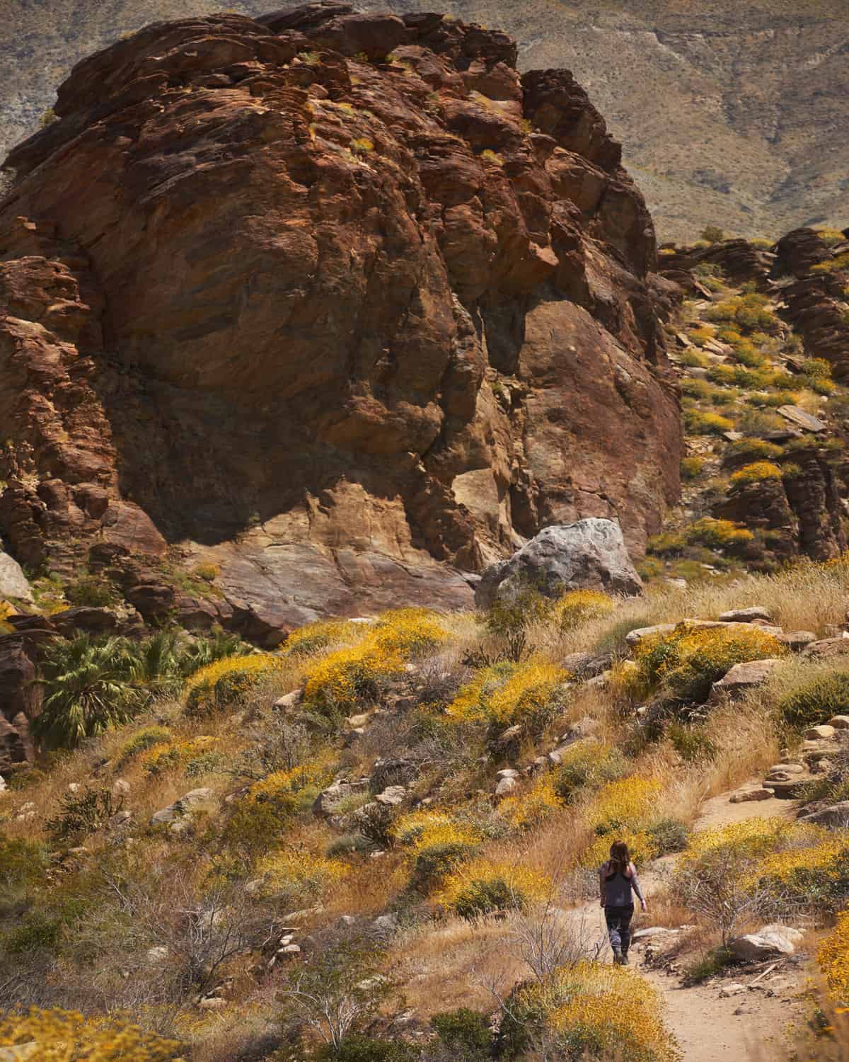 Quieter Alternatives to Joshua Tree National Park: Four diverse, rugged & challenging hiking areas near Palm Springs, CA - Image Asset