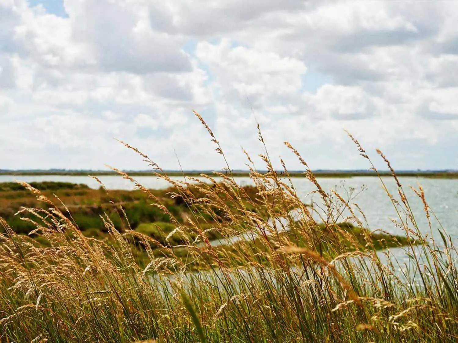 view of salt marsh on the Essex Coast with reeds in the foreground