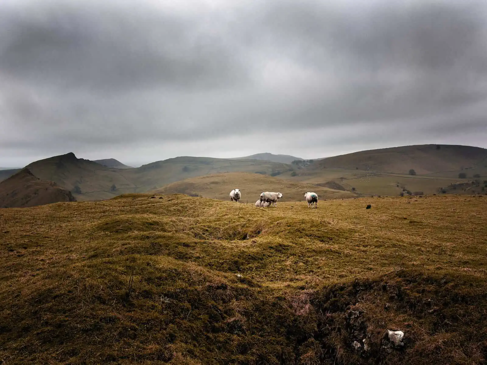 ID: A landscape image. Four sheep stand in a field in the centre of the image - they have white wool. The field they stand in is undulating ground and is a dark green/brown in colour. In the background are hills of all different interesting shapes. The sky is dark and dull - it looks like a stormy day.