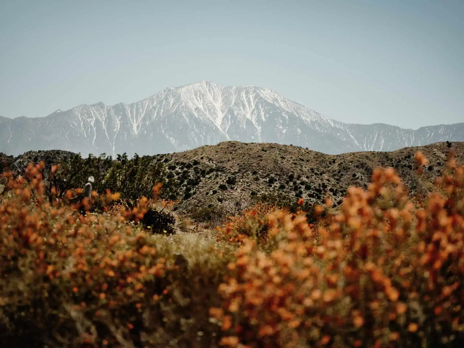 Morongo Valley, Greater Palm Springs. You start to find yourself looking for new angles and new ways you can see things, and becoming appreciative for a super bloom, creating images you didn’t really envisage happening where you were.