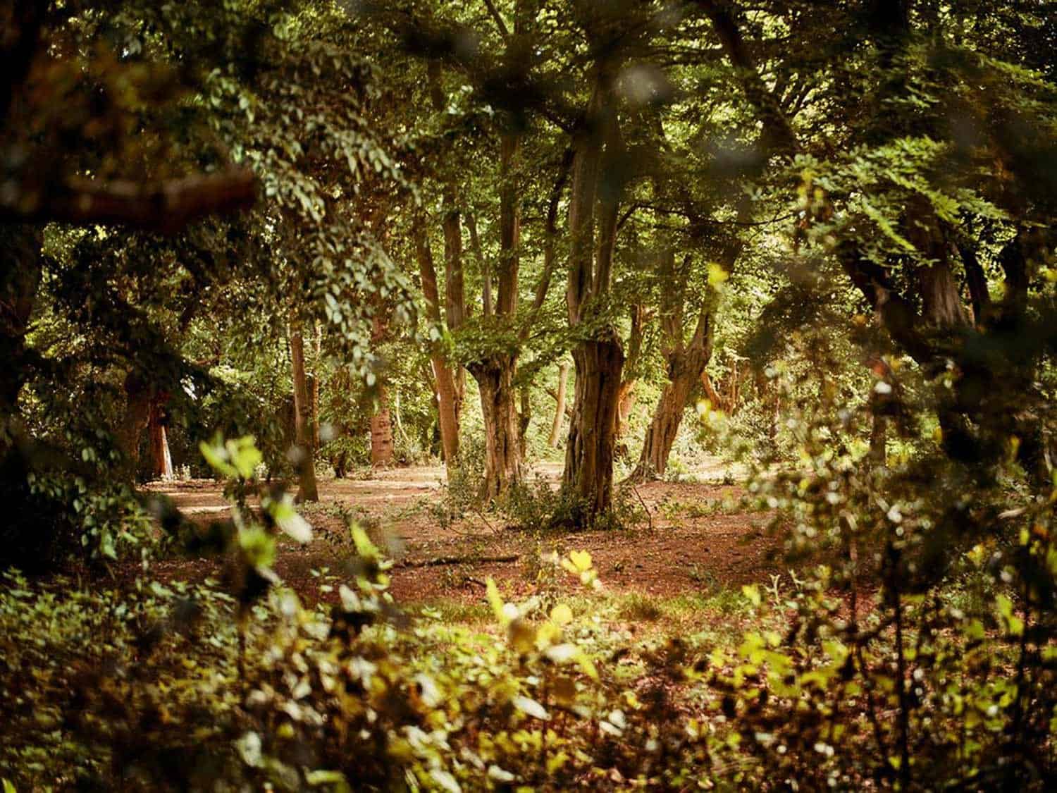 Epping Forest woodland