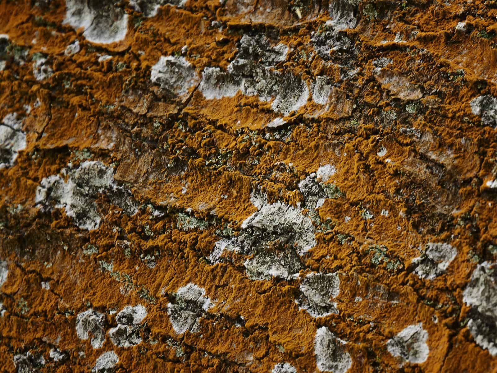 Image description: This is a landscape image and a close up macro shot of a pattern on a tree branch. We can see lichen and mould growing on the tree and this has taken over, and takes over the whole image to create the pattern. The lichen pattern i…