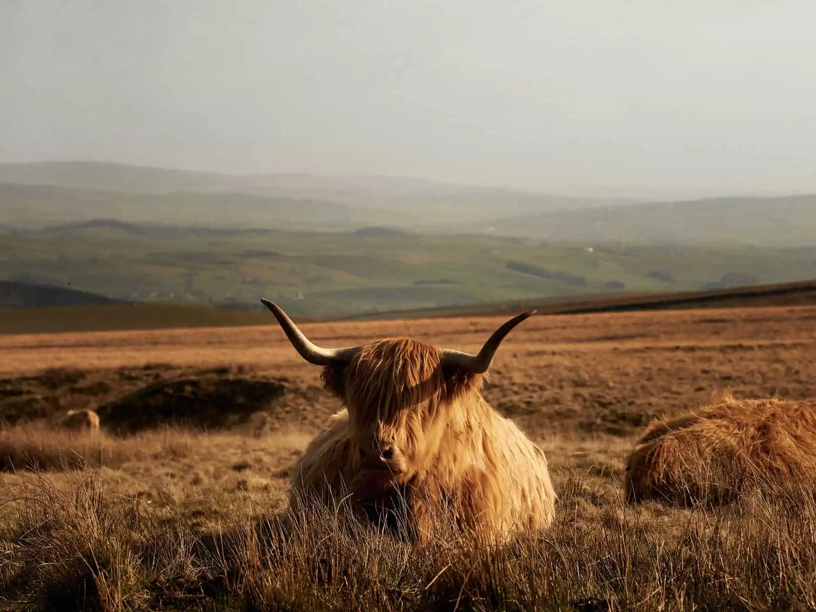 Image description: A landscape image. A highland cow sits looking straight to the camera in the centre of the frame. Around the central how are other cows sleeping in the hills. The cow is orange/ginger and the grasses and hills that are bathed in golden light seem to compliment the creature. In the background are hazy hills and mountains and the sky is a dark grey/hazy - it looks toward sunset.