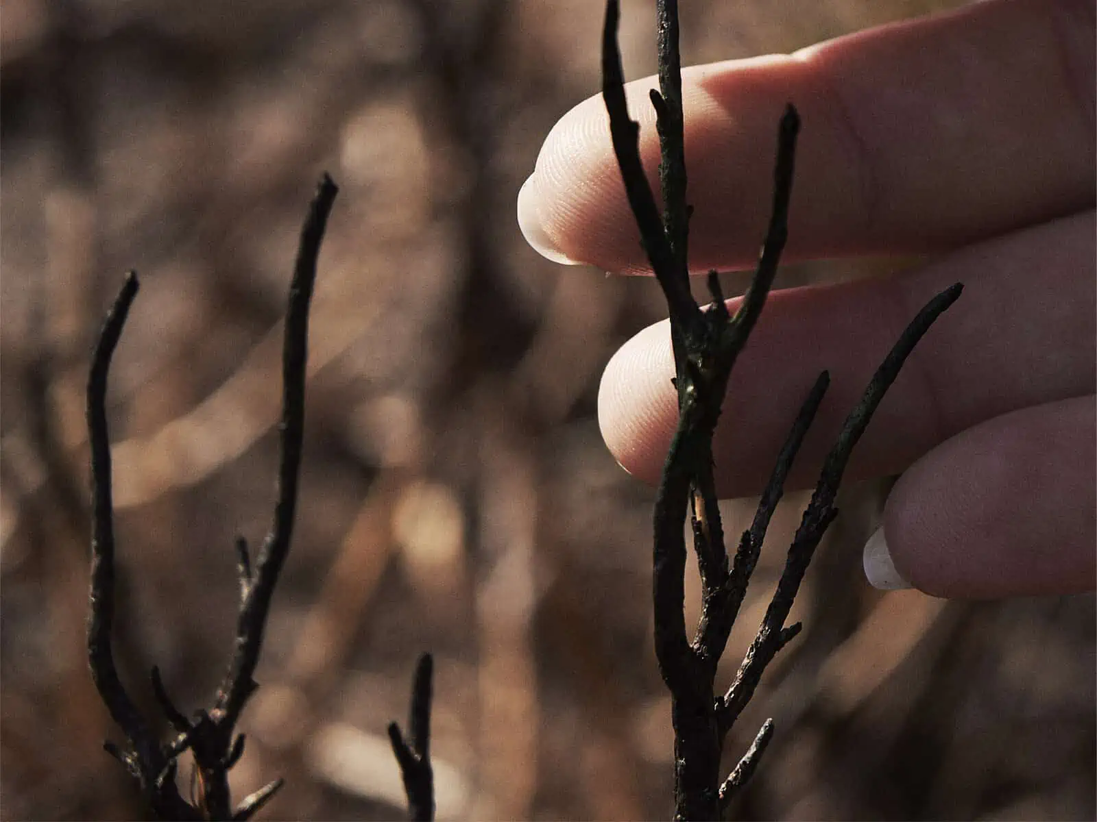 Image description: A landscape image. A close up of Fay’s hand holding a burnt strand of twig from a forest fire. The hand is on the right side of the image and in the background is out of focus foliage.