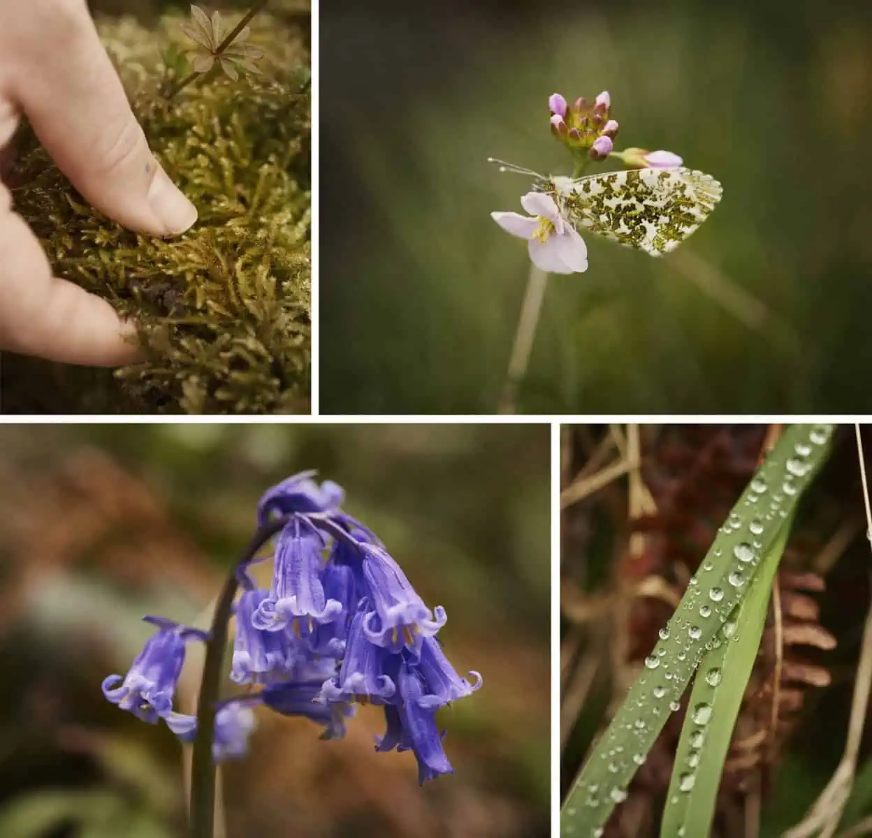 Wellbeing, Wandering and Slowing Down: Connecting to nature in the North York Moors National Park - Fm Combined