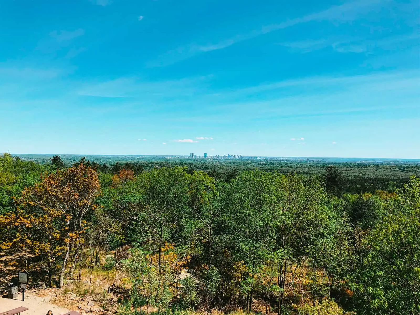 ID: A landscape image. In the foreground are lush and dense green toned trees which hold half of the image. In the mid of the picture you can just make out a city skyline. Above is clear blue sky.