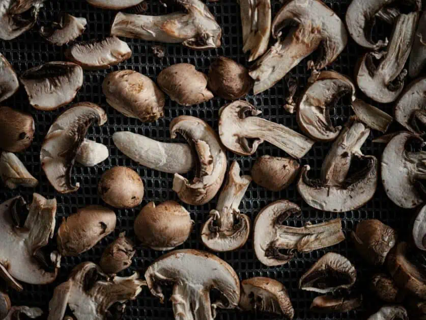 food dehydration tips for backpackers mushrooms in dehydrator