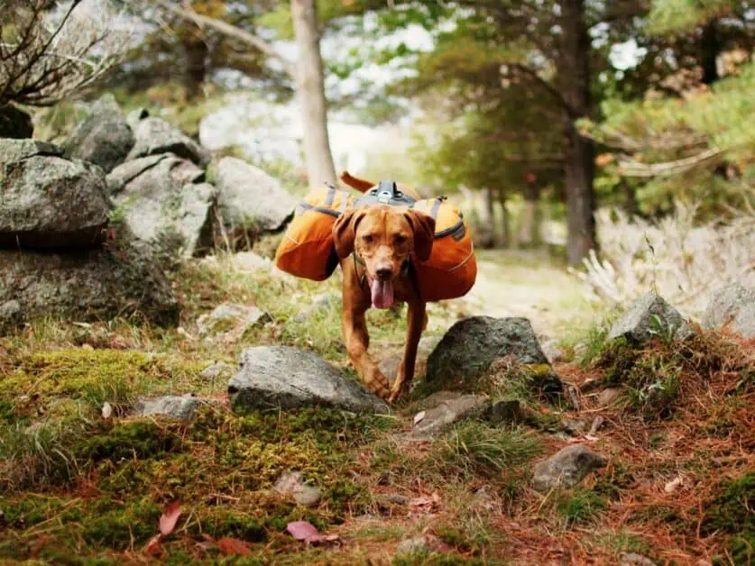 best dog hiking backpack
