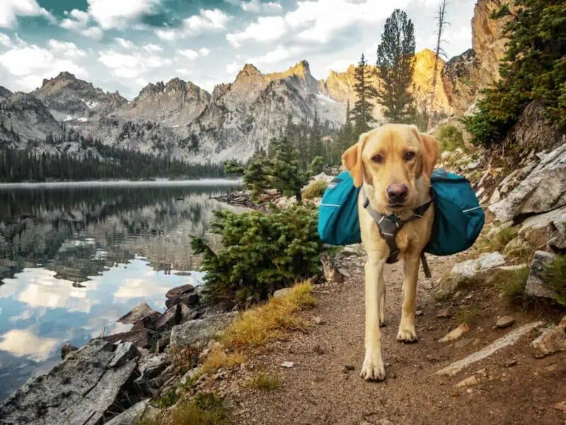 best hiking dog backpacks