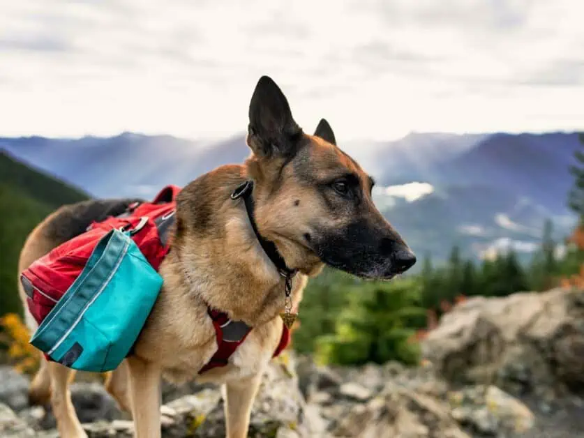 dog backpack for hiking