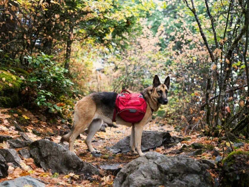 dog backpack for hiking