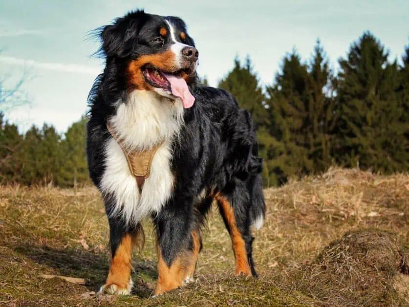 Bernese Mountain dog large dog for hiking