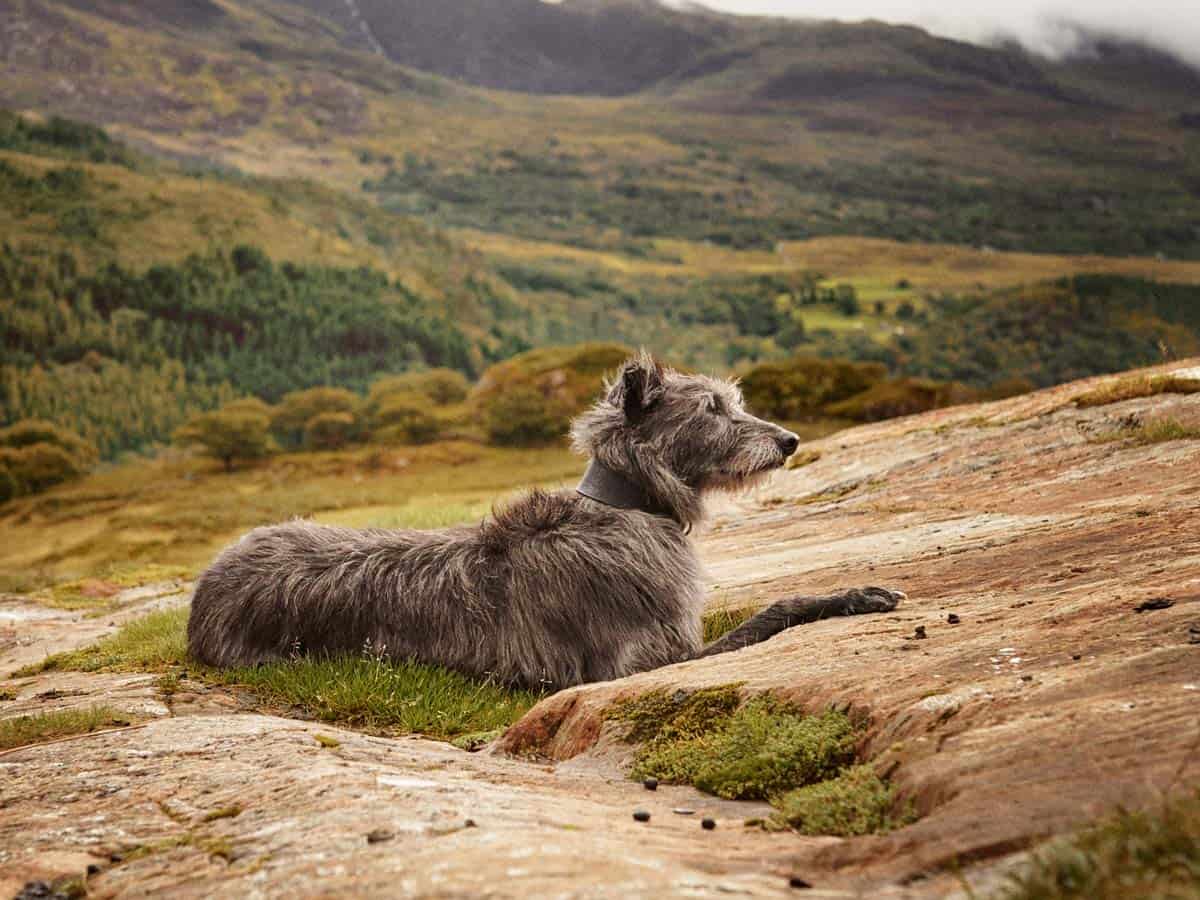 20 Best Hiking Dogs to Keep You Company on the Trail