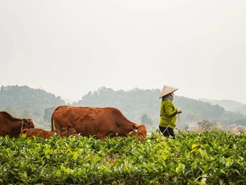 Green Tea plantation in Vietnam